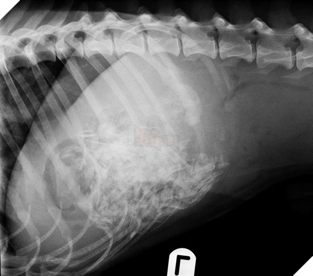 Chú chó rơi từ vách đá 160m và sống sót nhờ ăn rong rêu