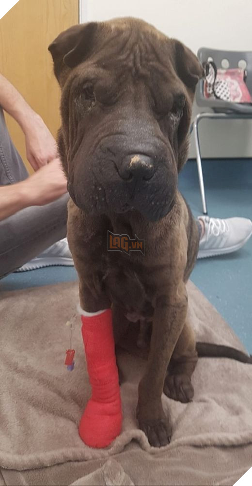 Chú chó rơi từ vách đá 160m và sống sót nhờ ăn rong rêu