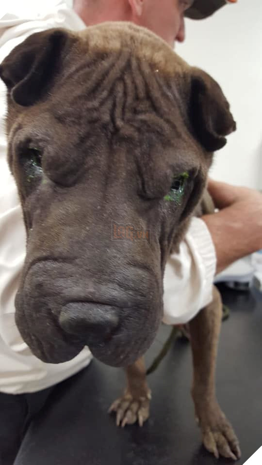 Chú chó rơi từ vách đá 160m và sống sót nhờ ăn rong rêu