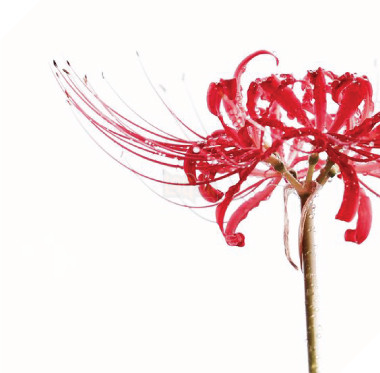 Nơi chú mèo này chết mọc lên khóm hoa bỉ ngạn loài hoa của sự bi thương 4