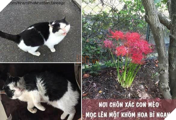 Nơi chú mèo này chết mọc lên khóm hoa bỉ ngạn loài hoa của sự bi thương 3