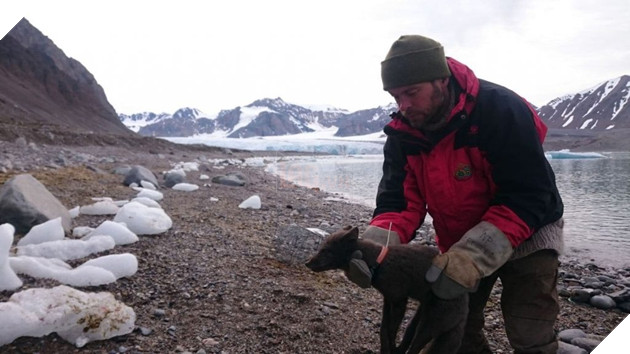 Cáo tuyết Bắc Cực lang thang hơn 4.000 cây số từ Na-Uy sang tận Canada: “cháy nắng” Lông từ trắng thành xám đen