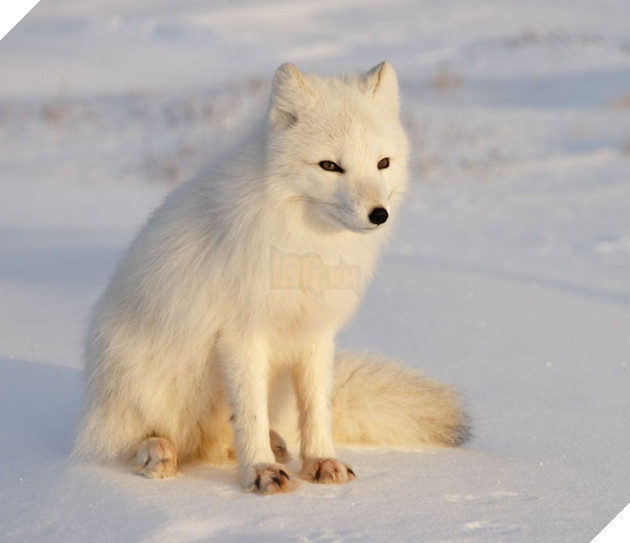 Cáo tuyết Bắc Cực lang thang hơn 4.000 cây số từ Na-Uy sang tận Canada: “cháy nắng” Lông từ trắng thành xám đen 3