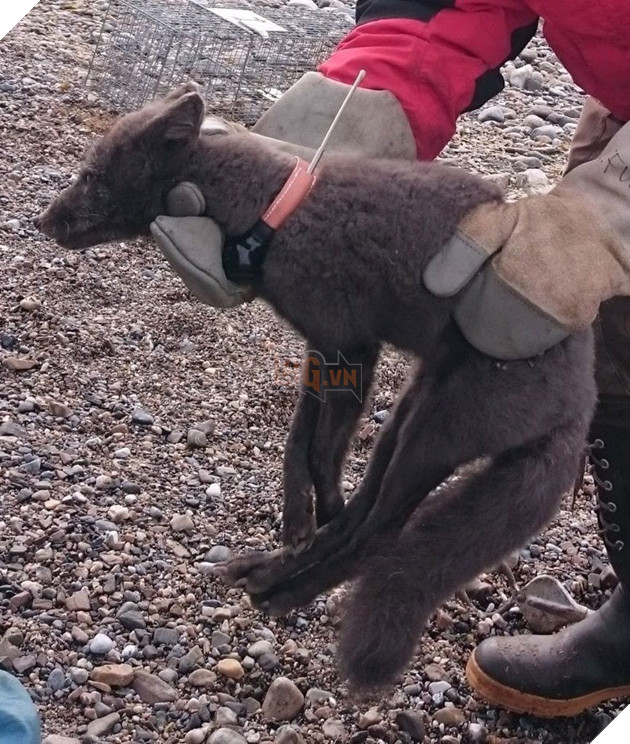 Cáo tuyết Bắc Cực lang thang hơn 4.000 cây số từ Na-Uy sang tận Canada: “cháy nắng” Lông từ trắng thành xám đen 6