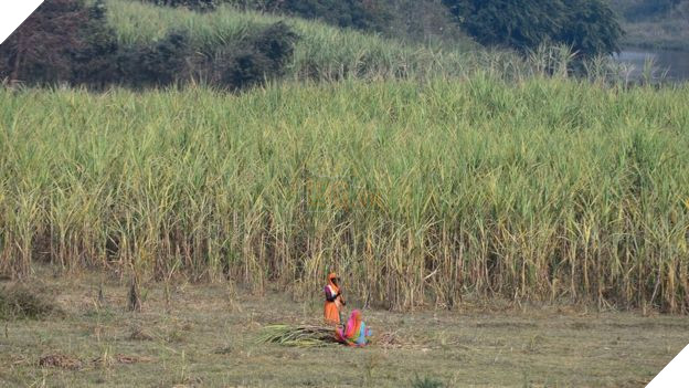 Nguyên do đằng sau việc cắt bỏ tử cung của phụ nữ Ấn Độ 2