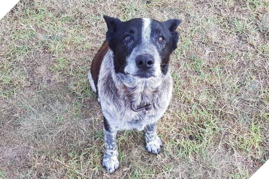 Chú chó cương quyết bảo vệ cô chủ nhỏ cho dù mình vừa mù và điếc vô cùng dũng cảm 2