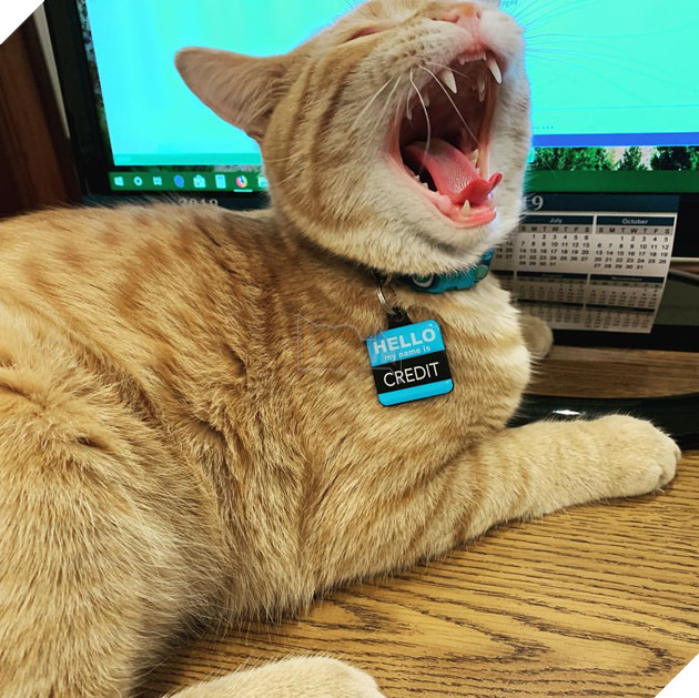 1 công ty thuê 2 chú mèo về làm việc bao ăn ở để thúc đẩy tinh thần làm việc của nhân viên 18