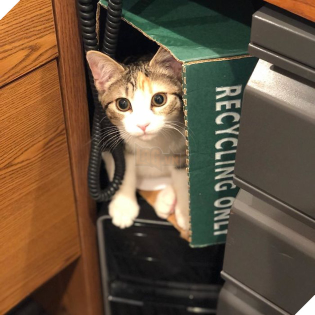 1 công ty thuê 2 chú mèo về làm việc bao ăn ở để thúc đẩy tinh thần làm việc của nhân viên 5