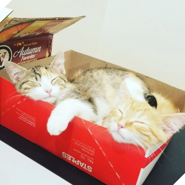 1 công ty thuê 2 chú mèo về làm việc bao ăn ở để thúc đẩy tinh thần làm việc của nhân viên 2