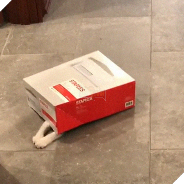 1 công ty thuê 2 chú mèo về làm việc bao ăn ở để thúc đẩy tinh thần làm việc của nhân viên 8