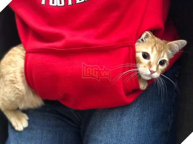 1 công ty thuê 2 chú mèo về làm việc bao ăn ở để thúc đẩy tinh thần làm việc của nhân viên 9