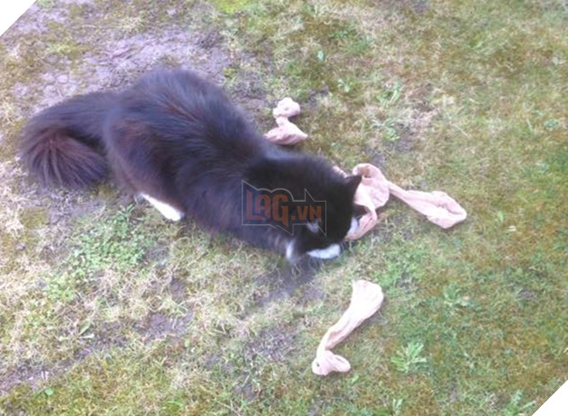 Thay vì bắt chuột, chú mèo này lại có cả bộ sưu tập đồ lót do chính mình tự trộm cắp đem về 3