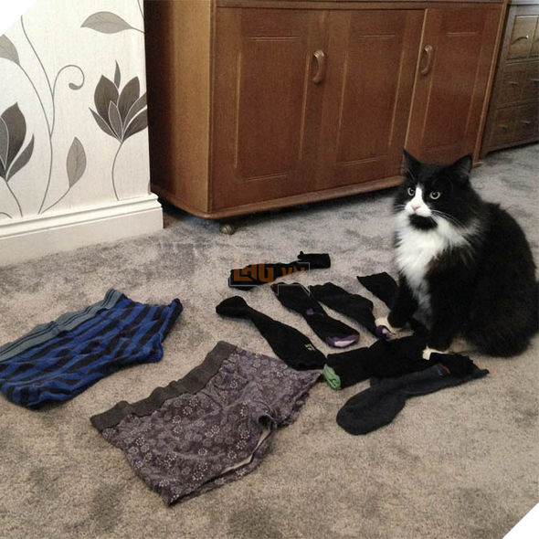 Thay vì bắt chuột, chú mèo này lại có cả bộ sưu tập đồ lót do chính mình tự trộm cắp đem về