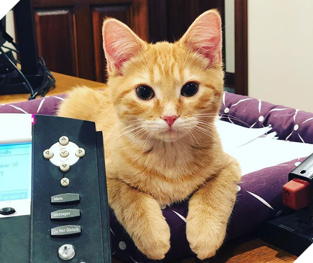 1 công ty thuê 2 chú mèo về làm việc bao ăn ở để thúc đẩy tinh thần làm việc của nhân viên 10