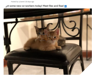 1 công ty thuê 2 chú mèo về làm việc bao ăn ở để thúc đẩy tinh thần làm việc của nhân viên