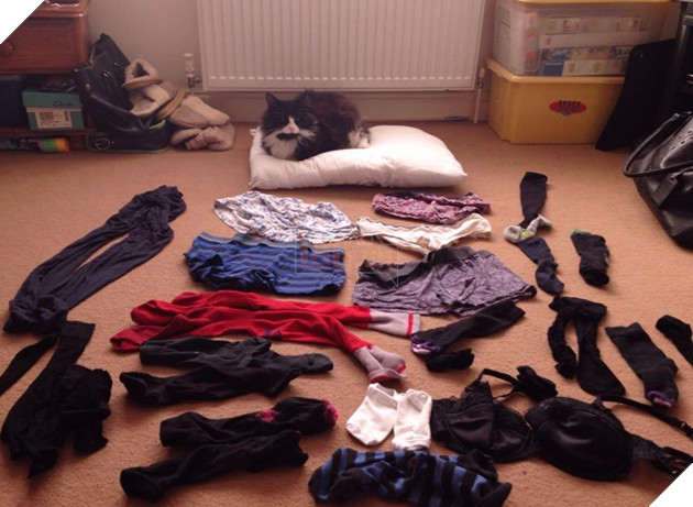 Thay vì bắt chuột, chú mèo này lại có cả bộ sưu tập đồ lót do chính mình tự trộm cắp đem về 2
