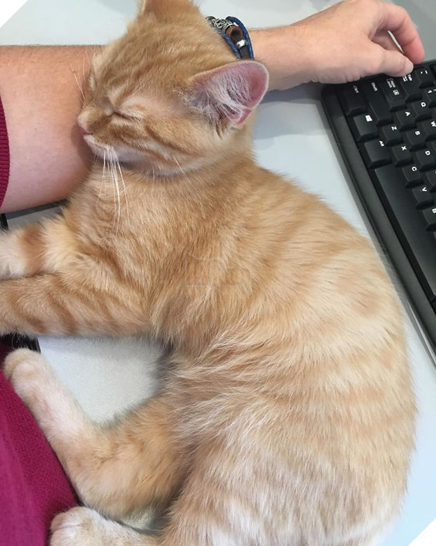 1 công ty thuê 2 chú mèo về làm việc bao ăn ở để thúc đẩy tinh thần làm việc của nhân viên 3