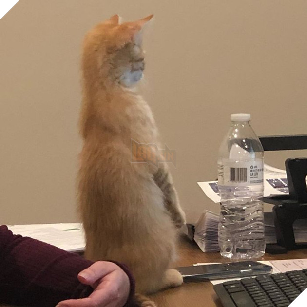 1 công ty thuê 2 chú mèo về làm việc bao ăn ở để thúc đẩy tinh thần làm việc của nhân viên 11