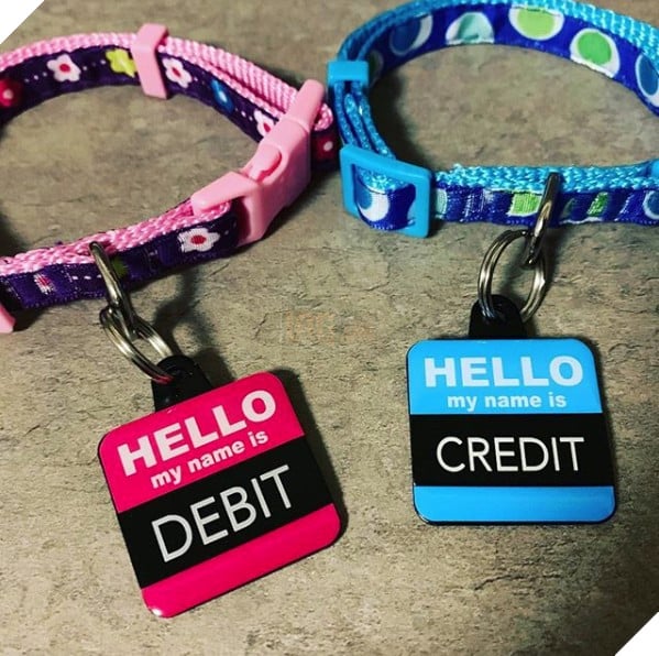 1 công ty thuê 2 chú mèo về làm việc bao ăn ở để thúc đẩy tinh thần làm việc của nhân viên 12