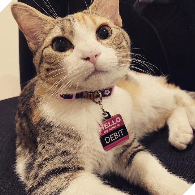 1 công ty thuê 2 chú mèo về làm việc bao ăn ở để thúc đẩy tinh thần làm việc của nhân viên 13