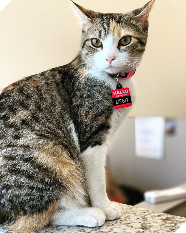 1 công ty thuê 2 chú mèo về làm việc bao ăn ở để thúc đẩy tinh thần làm việc của nhân viên 14