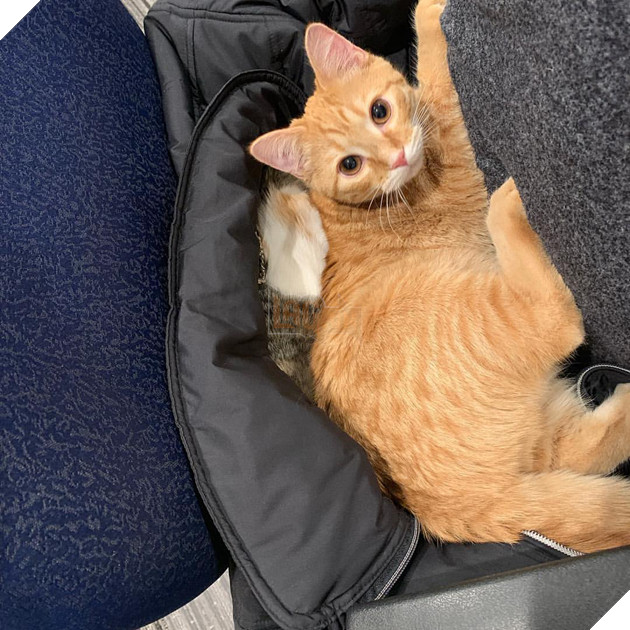 1 công ty thuê 2 chú mèo về làm việc bao ăn ở để thúc đẩy tinh thần làm việc của nhân viên 15