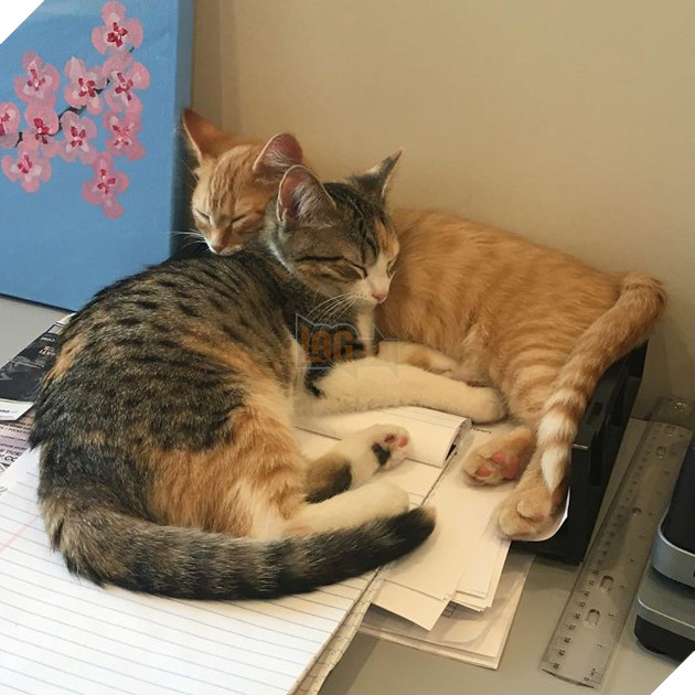 1 công ty thuê 2 chú mèo về làm việc bao ăn ở để thúc đẩy tinh thần làm việc của nhân viên 16