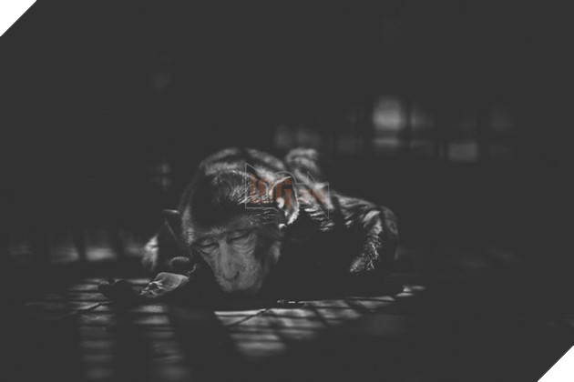 Cuộc sống cô độc của động vật trong sở thú ở Bangladesh