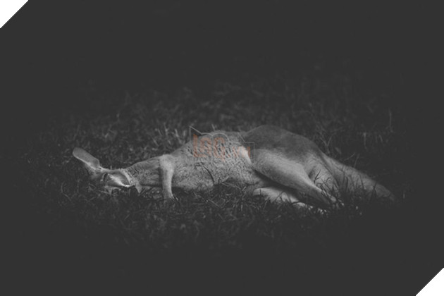 Cuộc sống cô độc của động vật trong sở thú ở Bangladesh 2