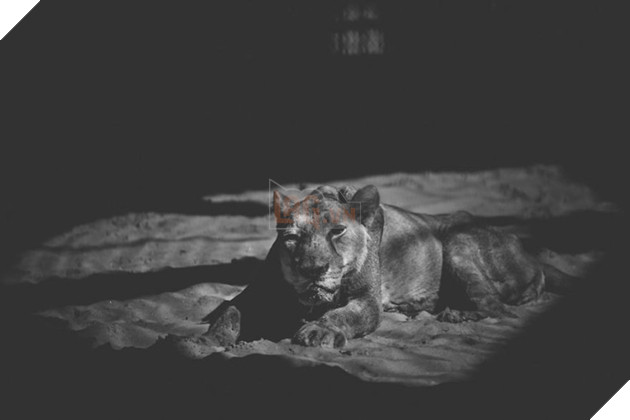 Cuộc sống cô độc của động vật trong sở thú ở Bangladesh 4