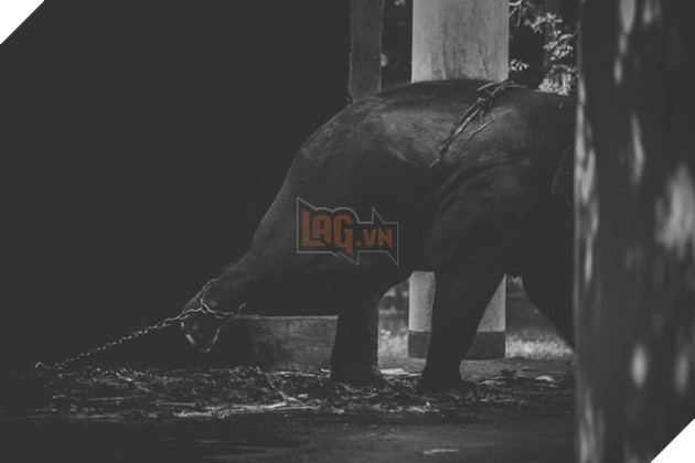 Cuộc sống cô độc của động vật trong sở thú ở Bangladesh 5