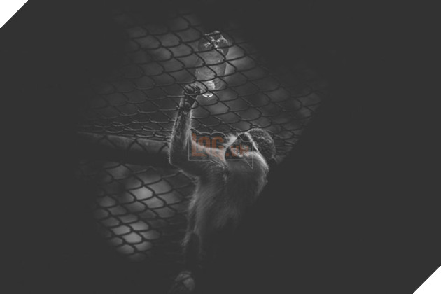 Cuộc sống cô độc của động vật trong sở thú ở Bangladesh 6