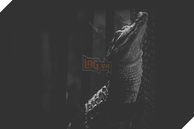 Cuộc sống cô độc của động vật trong sở thú ở Bangladesh 10