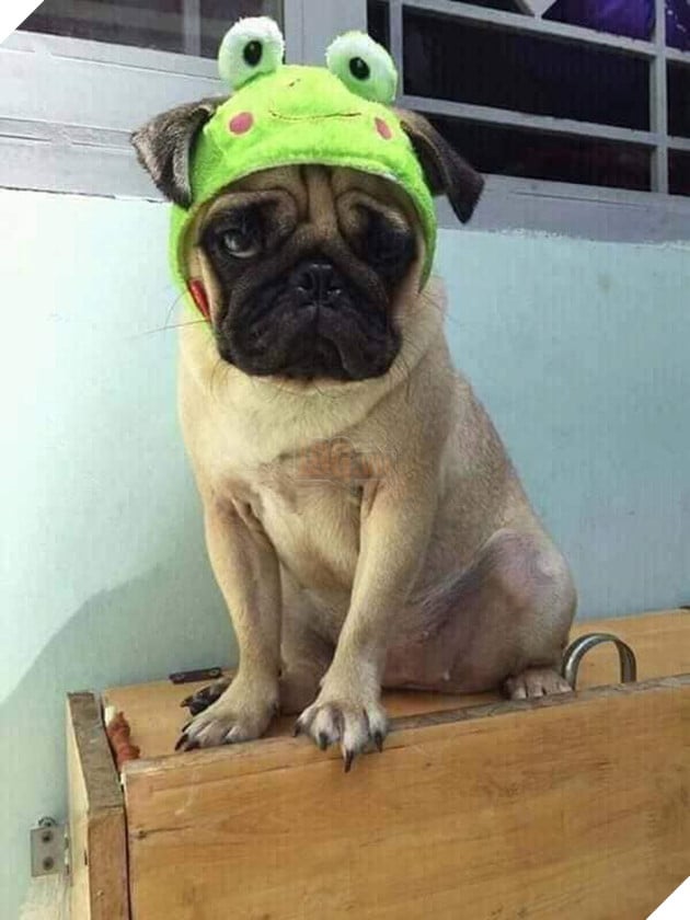 Cám cảnh con boss bị sen mang đi cầm cố cả năm chưa chuộc, chủ tiệm than trời vì cung phụng quá tốn kém 4