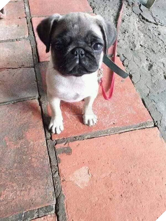 Cám cảnh con boss bị sen mang đi cầm cố cả năm chưa chuộc, chủ tiệm than trời vì cung phụng quá tốn kém 3