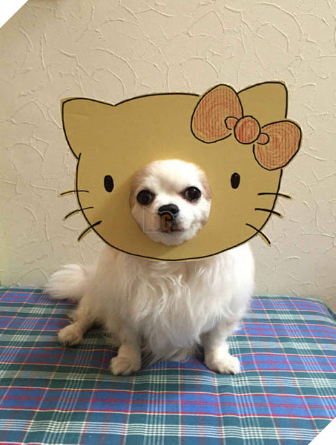 Chú chó cosplay bằng bìa các tông khiến cộng đồng mạng như tan chảy vì quá đáng yêu 13