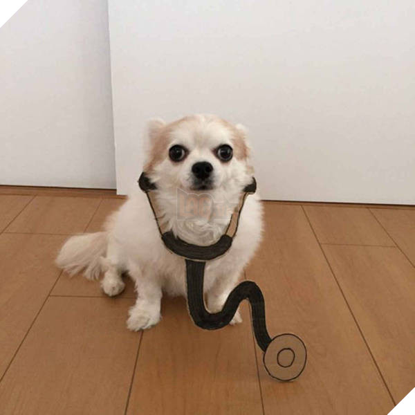 Chú chó cosplay bằng bìa các tông khiến cộng đồng mạng như tan chảy vì quá đáng yêu 15