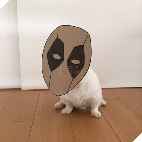 Chú chó cosplay bằng bìa các tông khiến cộng đồng mạng như tan chảy vì quá đáng yêu 16