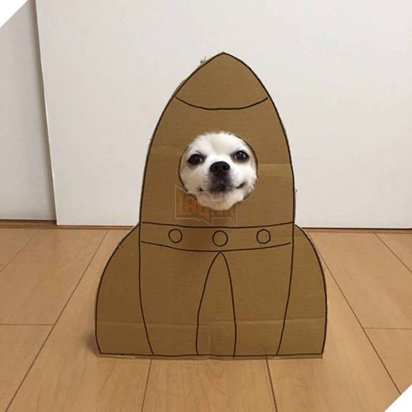 Chú chó cosplay bằng bìa các tông khiến cộng đồng mạng như tan chảy vì quá đáng yêu 19