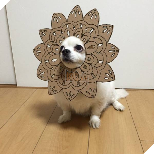 Chú chó cosplay bằng bìa các tông khiến cộng đồng mạng như tan chảy vì quá đáng yêu 20