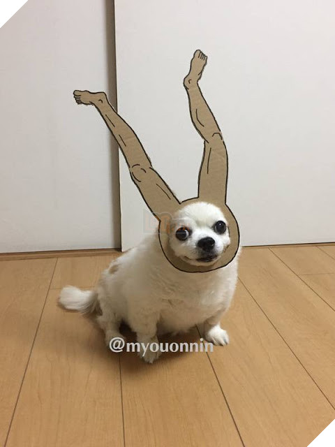 Chú chó cosplay bằng bìa các tông khiến cộng đồng mạng như tan chảy vì quá đáng yêu 3