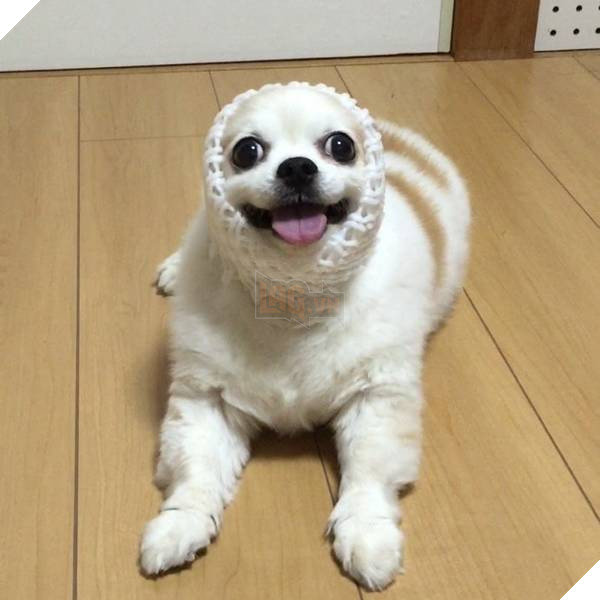 Chú chó cosplay bằng bìa các tông khiến cộng đồng mạng như tan chảy vì quá đáng yêu