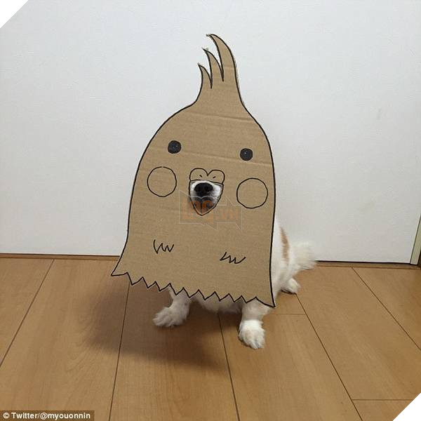 Chú chó cosplay bằng bìa các tông khiến cộng đồng mạng như tan chảy vì quá đáng yêu 23