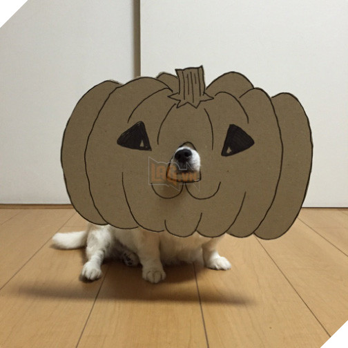 Chú chó cosplay bằng bìa các tông khiến cộng đồng mạng như tan chảy vì quá đáng yêu 24