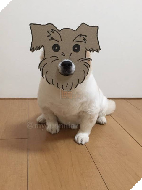 Chú chó cosplay bằng bìa các tông khiến cộng đồng mạng như tan chảy vì quá đáng yêu 4