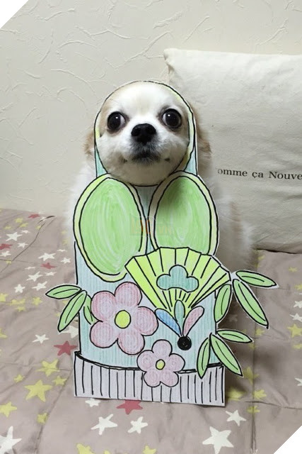 Chú chó cosplay bằng bìa các tông khiến cộng đồng mạng như tan chảy vì quá đáng yêu 2