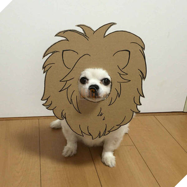 Chú chó cosplay bằng bìa các tông khiến cộng đồng mạng như tan chảy vì quá đáng yêu 6