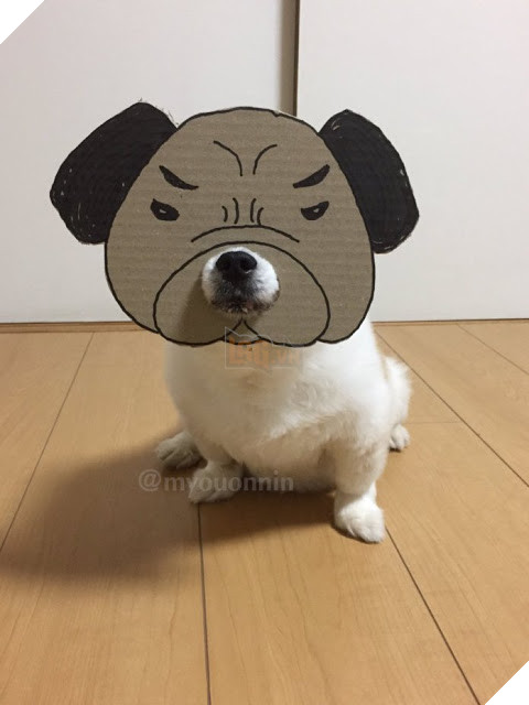 Chú chó cosplay bằng bìa các tông khiến cộng đồng mạng như tan chảy vì quá đáng yêu 5