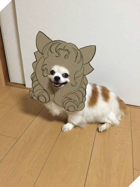 Chú chó cosplay bằng bìa các tông khiến cộng đồng mạng như tan chảy vì quá đáng yêu 7
