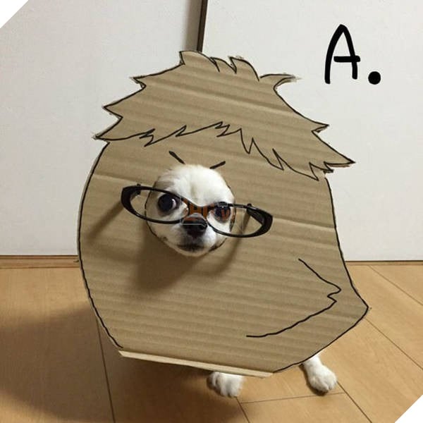 Chú chó cosplay bằng bìa các tông khiến cộng đồng mạng như tan chảy vì quá đáng yêu 8